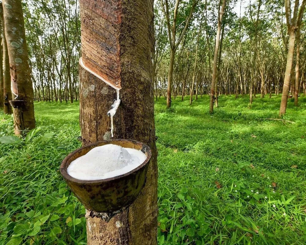 Gewinnung von Naturkautschuk: Latex tropft aus einem Gummibaum in eine halbe Kokosnussschale, die als Auffangbehälter dient.