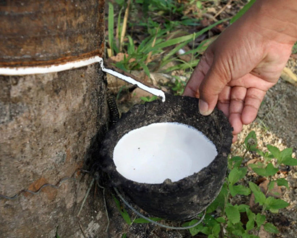 Die Gewinnung von Naturkautschuk erfolgt durch das Anzapfen des Kautschukbaums, bei dem die milchige Latexflüssigkeit aus der Rinde entnommen wird. Dieser Prozess schädigt den Baum nicht, sodass er über Jahre hinweg Latex liefern kann. Der gewonnene Latex wird gereinigt, verarbeitet und zu elastischem, langlebigem Kautschuk weiterverarbeitet. Naturkautschuk ist ein nachhaltiges und biologisch abbaubares Material, das sich hervorragend für die Herstellung von Uhrenarmbändern eignet.